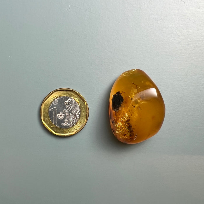 SE0444Amber Raw with Insect Colour: Transparent Yellow with insect inclusion Dimension: mm Weight: g