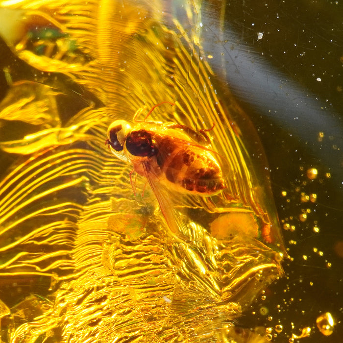 SE0436
