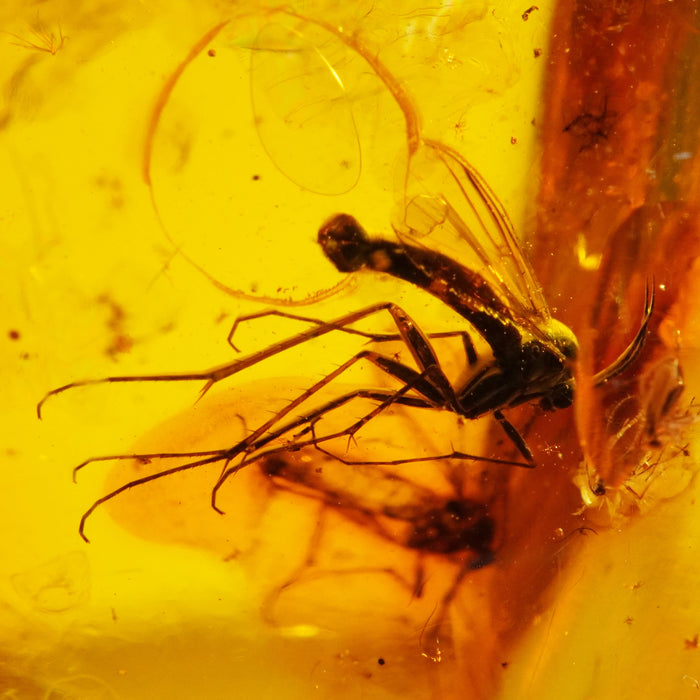 SE0437