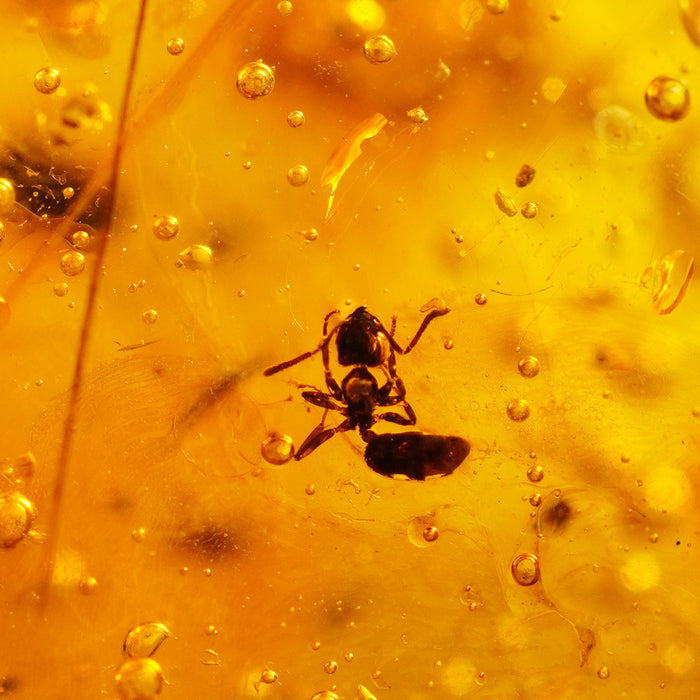SE0443
