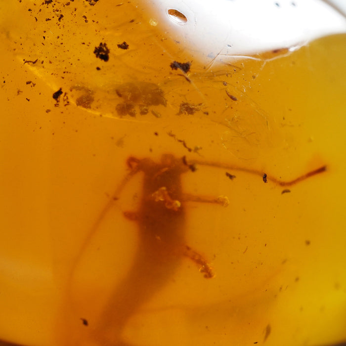 SE0444Amber Raw with Insect Colour: Transparent Yellow with insect inclusion Dimension: mm Weight: g