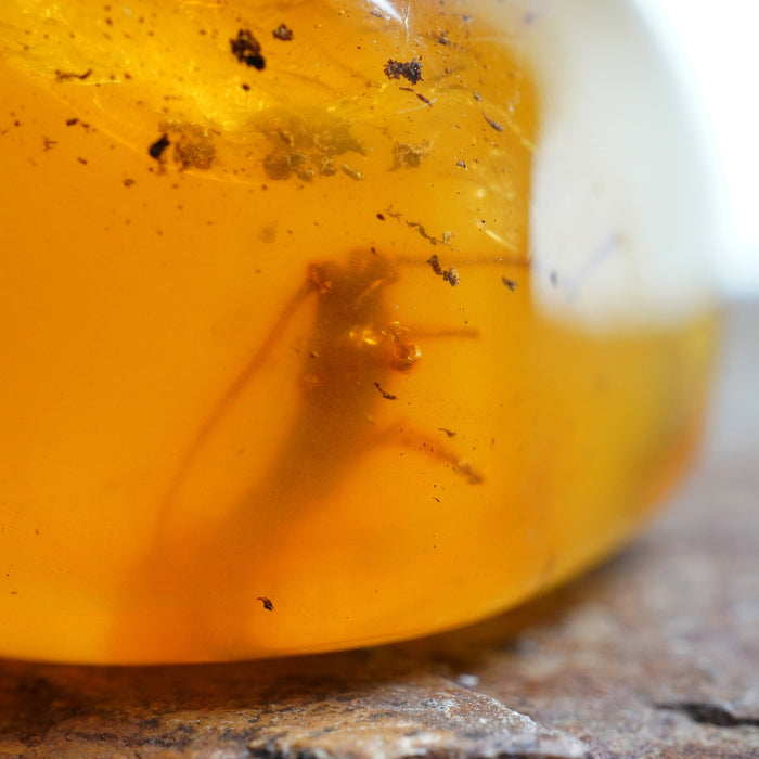 SE0444Amber Raw with Insect Colour: Transparent Yellow with insect inclusion Dimension: mm Weight: g